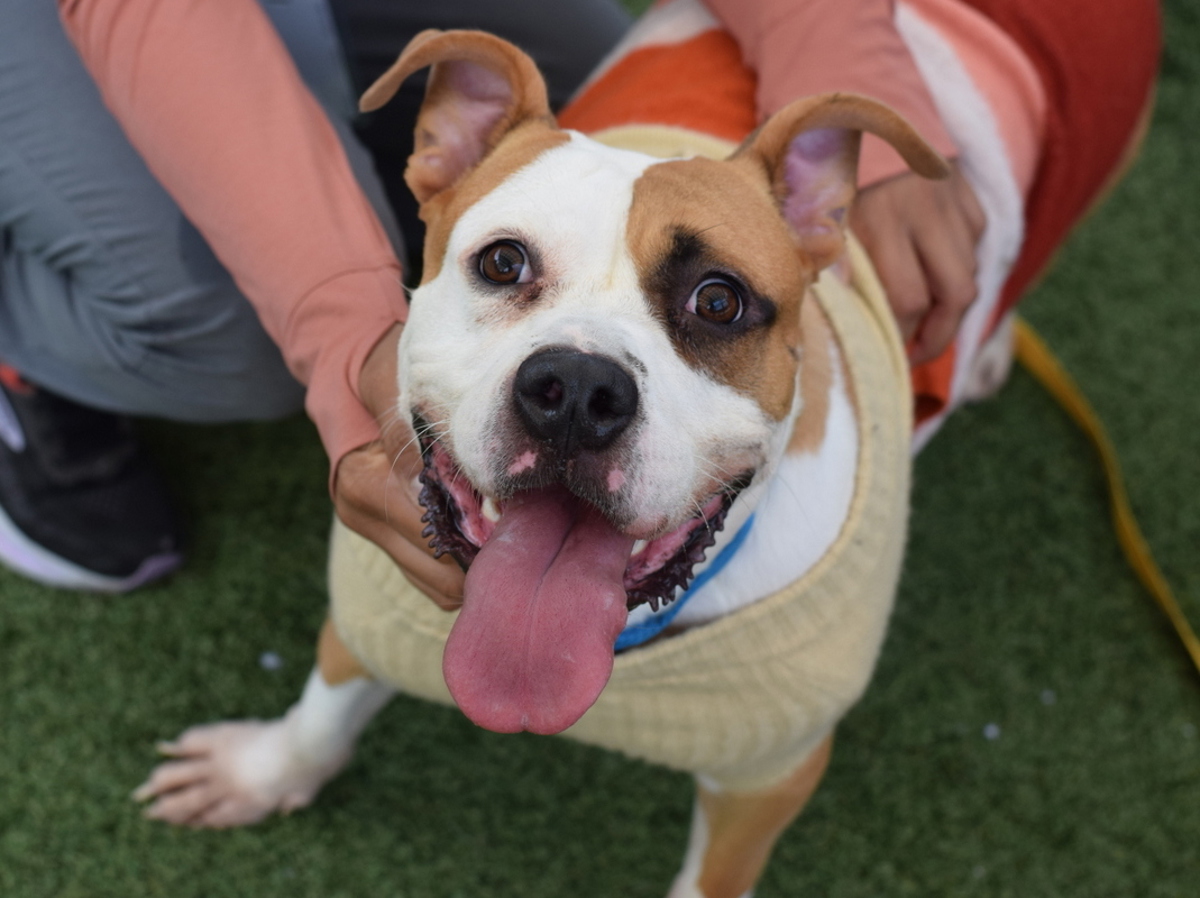 Jollof, a American Bulldog, available for adoption