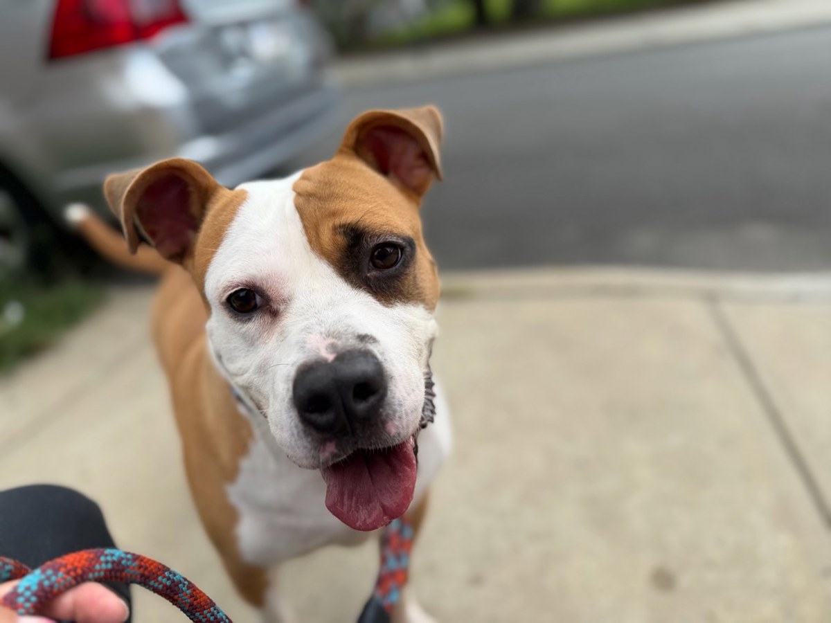 Other Photos of thie Dog