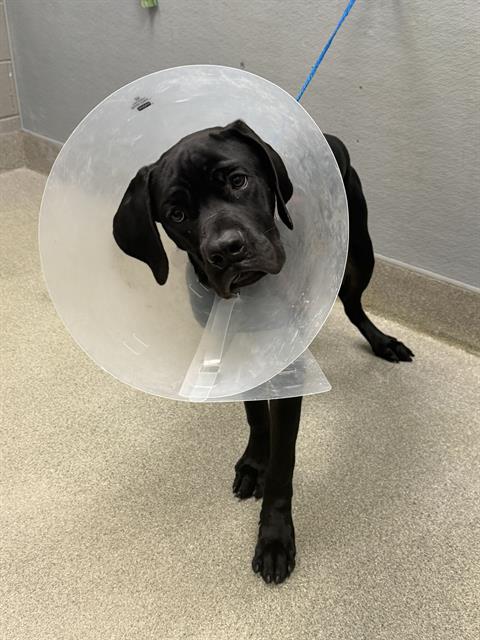 Bruce, a Great Dane (mix breed), available for adoption