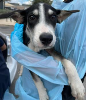 Orion, a Husky, available for adoption