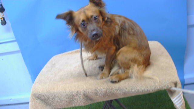 A5804900, a Dachshund, available for adoption