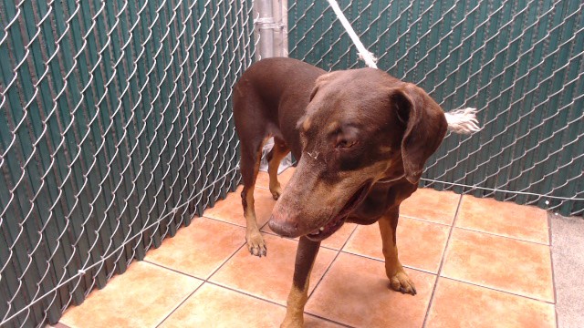 A5804383, a Doberman Pinscher, available for adoption
