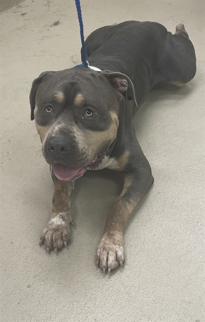 Big Boy, a American Bulldog (mix breed), available for adoption