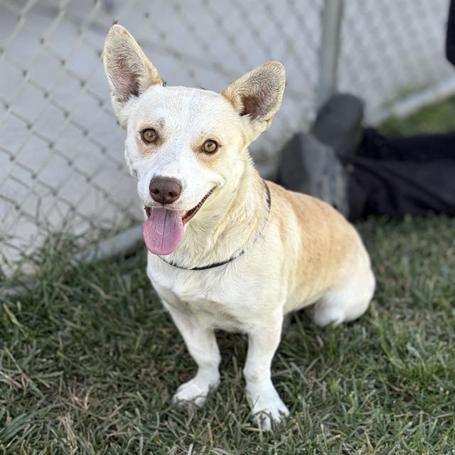 Frito, a Chihuahua, available for adoption