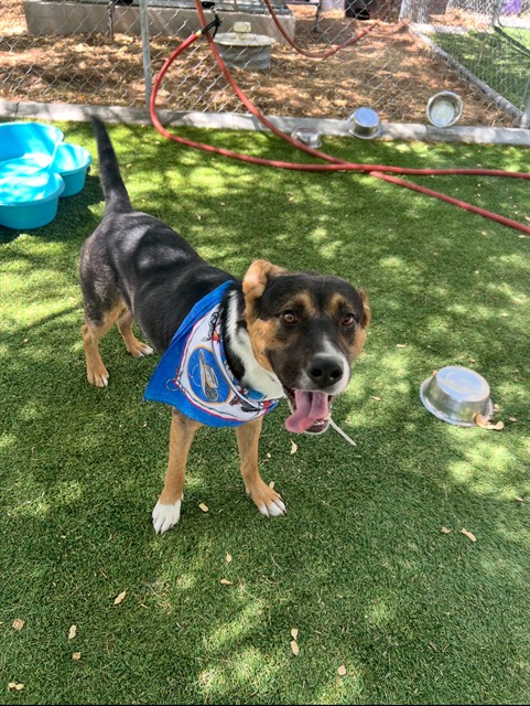 Abner, a German Shepherd, available for adoption