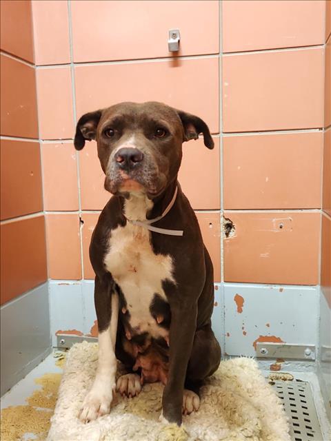 Sassy, a Staffordshire Bull Terrier (mix breed), available for adoption