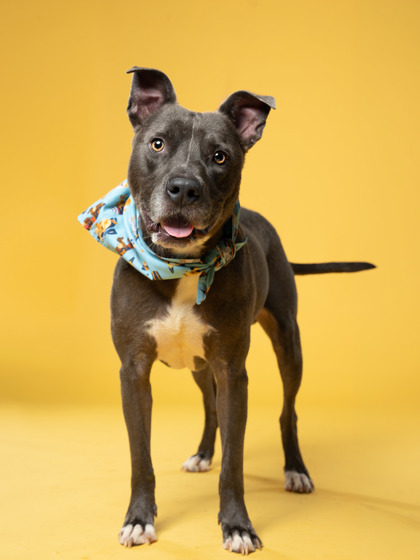 Bugger, a Pit Bull Terrier, available for adoption