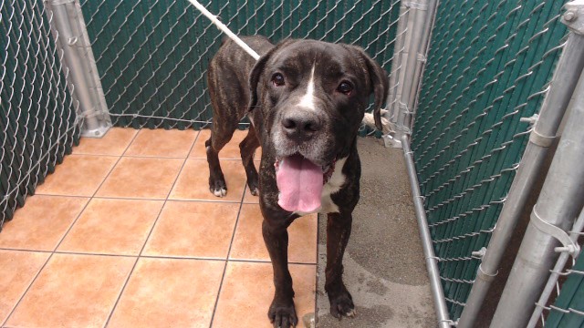 Broly, a Cane Corso Mastiff, available for adoption