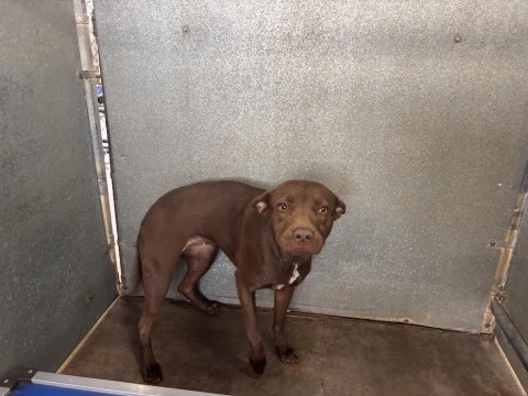 Gretel, a American Staffordshire Terrier (mix breed), available for adoption