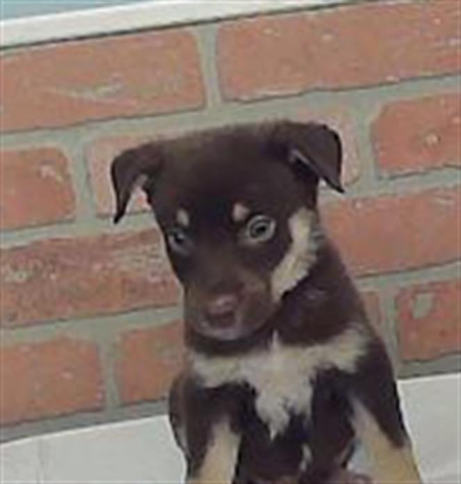 Remi, a White German Shepherd (mix breed), available for adoption