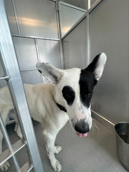 Benson, a Border Collie, available for adoption