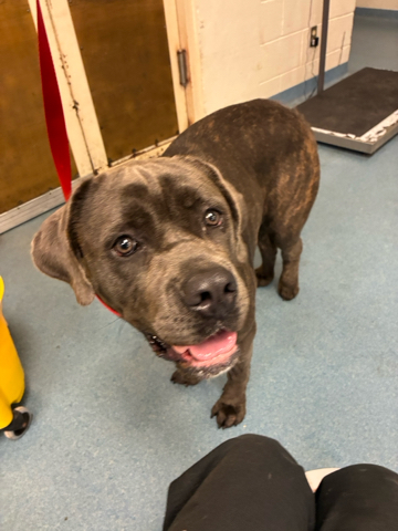 Jade, a Chocolate Labrador Retriever, available for adoption
