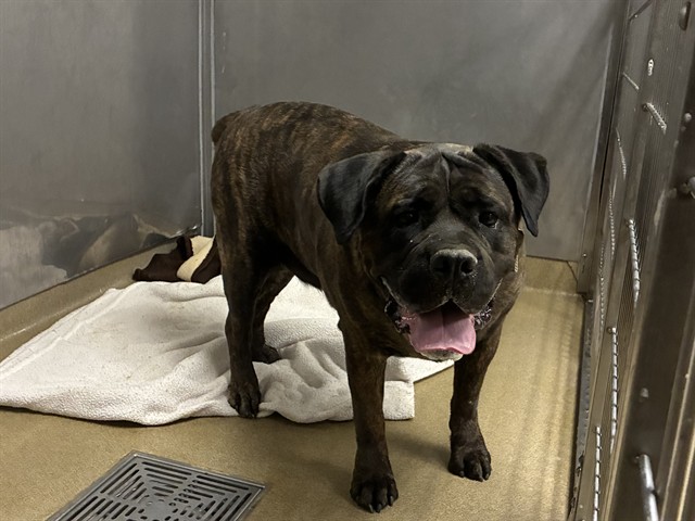 Riely, a Boerboel, available for adoption