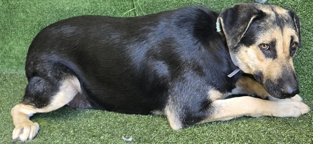 Trixie, a German Shepherd, available for adoption