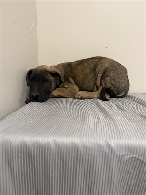 Roeger, a Belgian Shepherd Malinois, available for adoption
