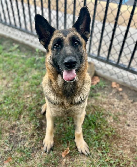 Rose, a German Shepherd, available for adoption