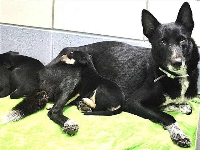 Eclipse +6 Puppies, a Shepherd (mix breed), available for adoption