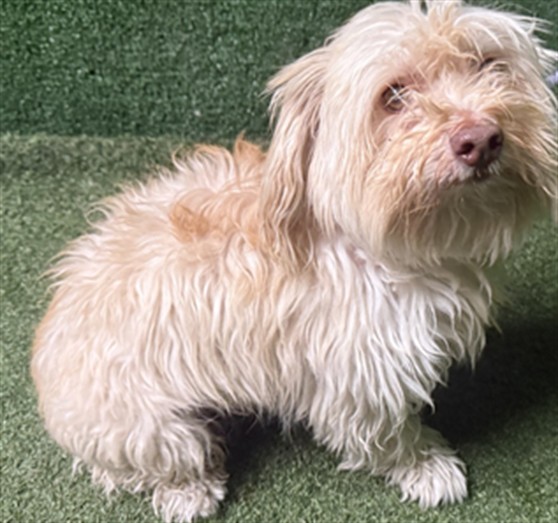 A5807952, a Maltese, available for adoption