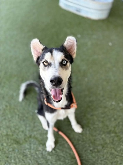Bullseye, a Husky, available for adoption