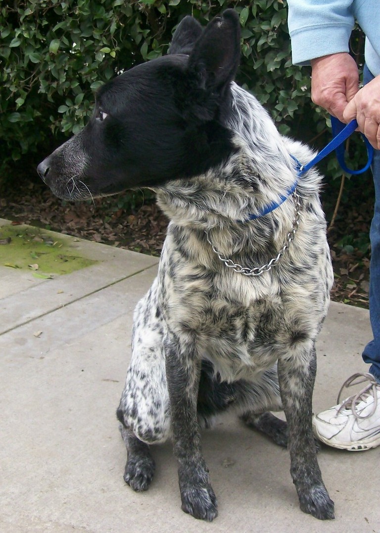 Other Photos of thie Dog