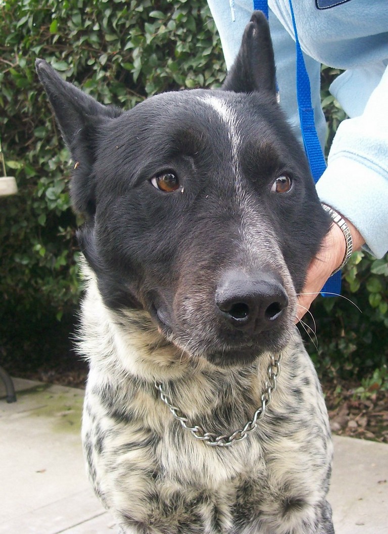 Other Photos of thie Dog