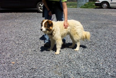 Other Photos of thie Dog