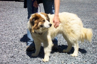 Other Photos of thie Dog