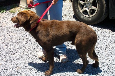 Other Photos of thie Dog