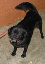 Other Photos of thie Dog