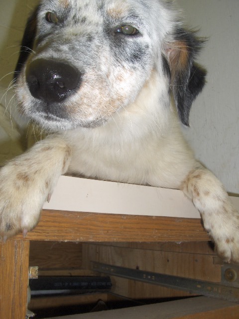 Other Photos of thie Dog