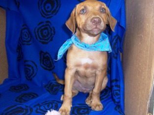 Other Photos of thie Dog
