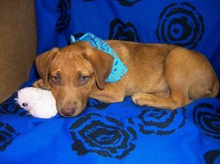 Other Photos of thie Dog