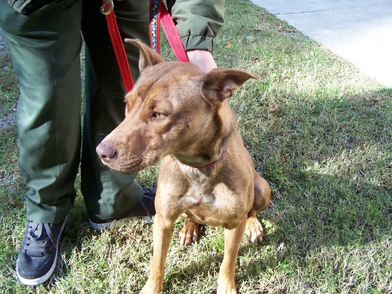Other Photos of thie Dog
