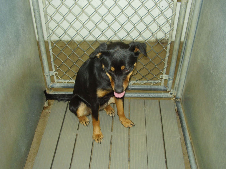 Other Photos of thie Dog