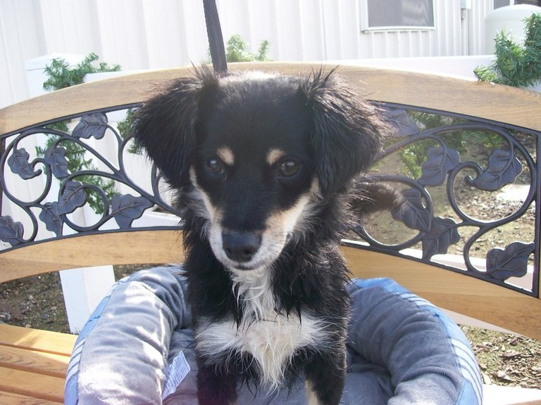 Other Photos of thie Dog