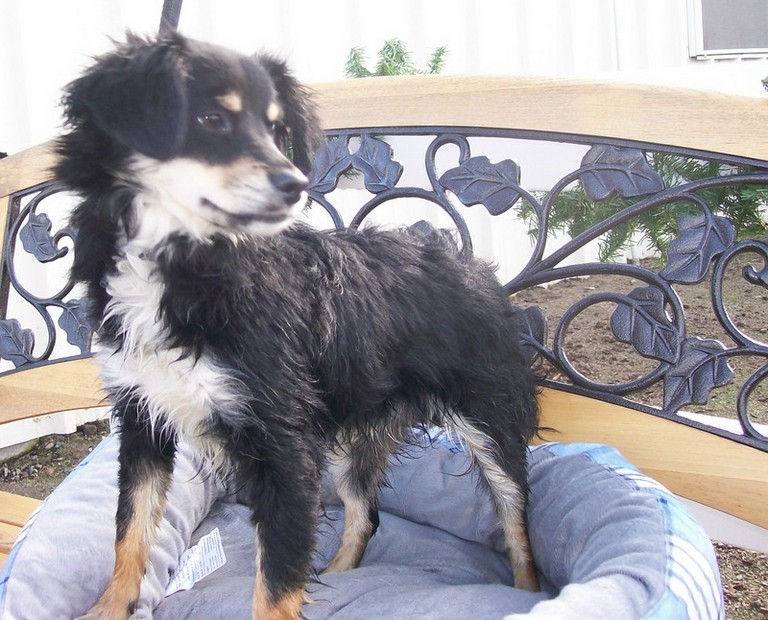 Other Photos of thie Dog