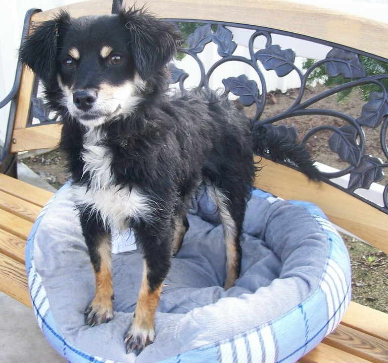 Other Photos of thie Dog