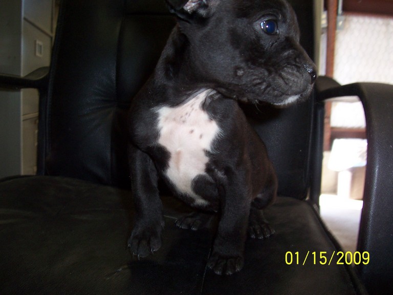 Other Photos of thie Dog
