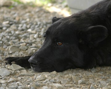 Other Photos of thie Dog