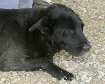 Other Photos of thie Dog