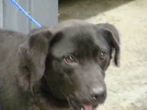 Main Photo of this Dog