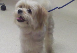 Other Photos of thie Dog