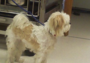 Other Photos of thie Dog