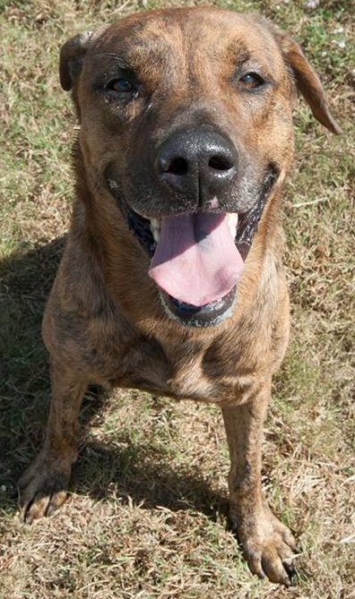 Other Photos of thie Dog