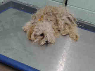 Main Photo of this Dog