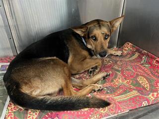 Main Photo of this Dog