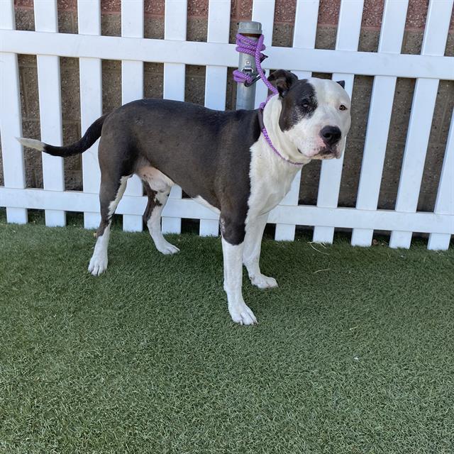 Other Photos of thie Dog