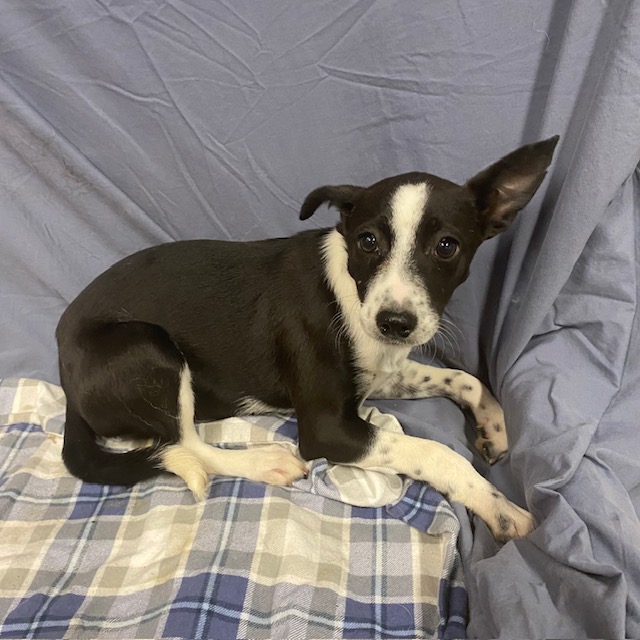 Main Photo of this Dog