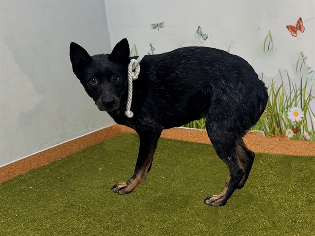 Other Photos of thie Dog