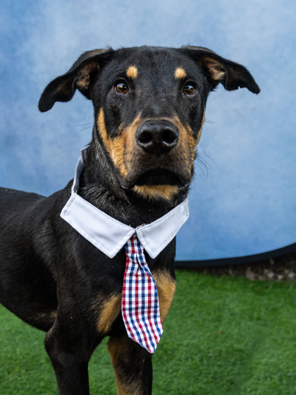 Main Photo of this Dog